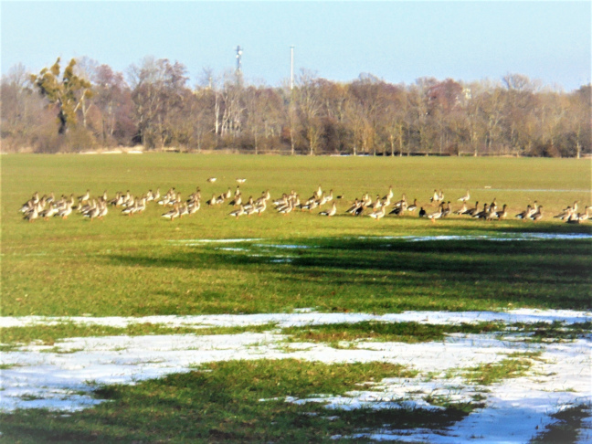 Foto Elbauen